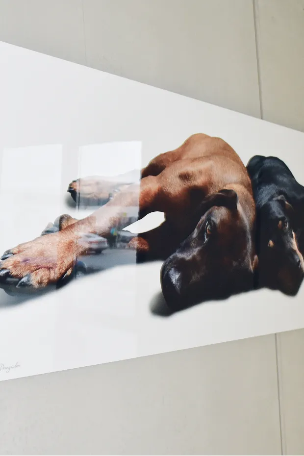 Zwei Hunde liegen auf einem weißen Hintergrund.